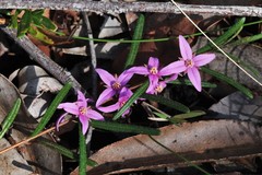 Boronia hapalophylla