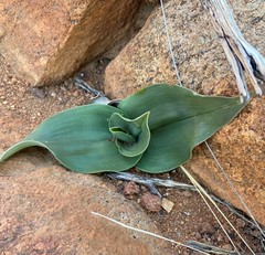 Colchicum albomarginatum
