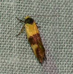 Antipterna euanthes