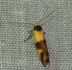 Antipterna euanthes