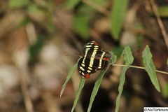 Catonephele cortesi