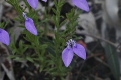 Pigea vernonii