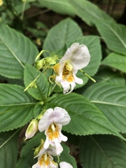 Impatiens edgeworthii