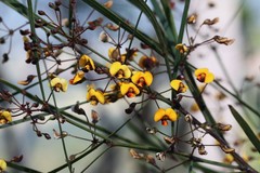 Daviesia wyattiana