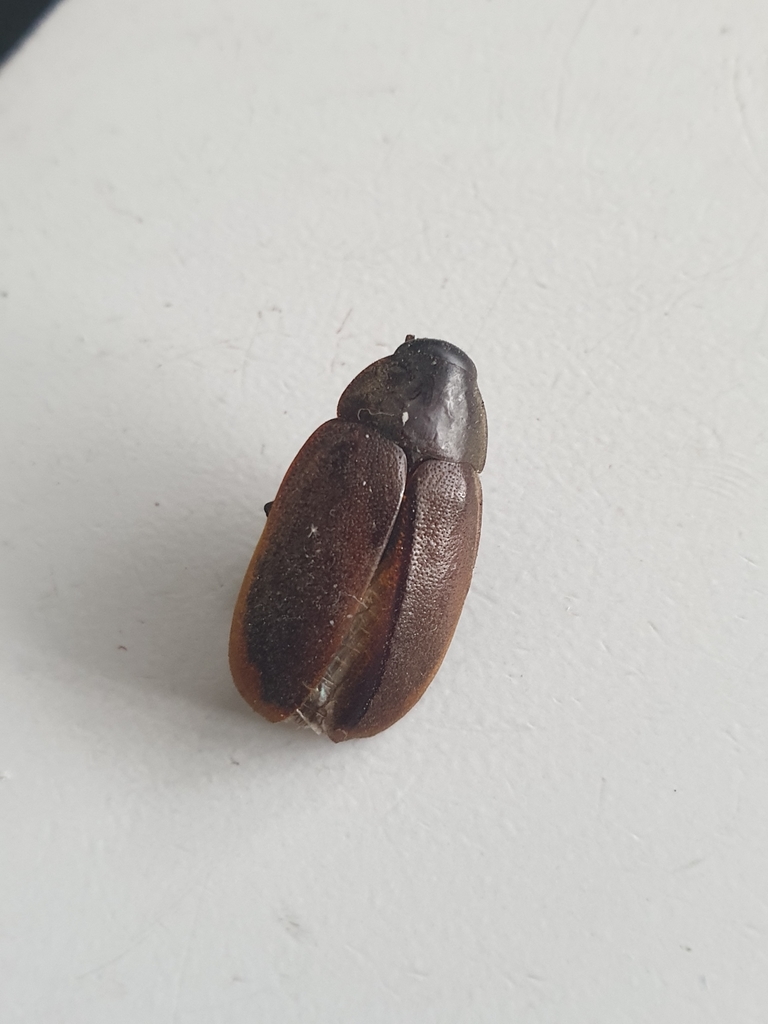 Diploptera parva
