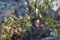 Leucopogon affinis