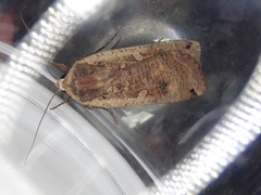 Noctua pronuba