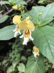 Impatiens edgeworthii