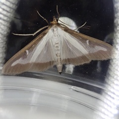 Cydalima perspectalis