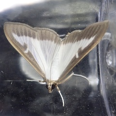 Cydalima perspectalis