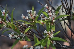Leucopogon affinis