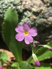 Primula rusbyi