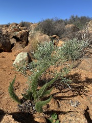 Asparagus juniperoides
