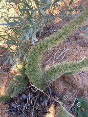 Asparagus juniperoides