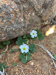 Oxalis adenodes