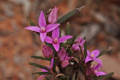 Boronia hapalophylla