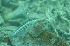 Parapercis australis