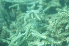 Parapercis australis