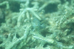 Parapercis australis