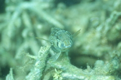 Parapercis australis