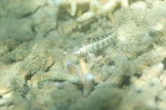 Parapercis australis