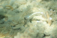Parapercis australis