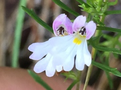 Euphrasia tricuspidata