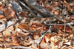 Aspidoscelis stictogrammus