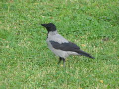 Corvus cornix