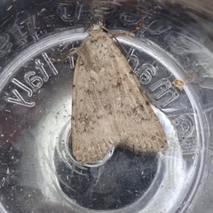 Caradrina clavipalpis