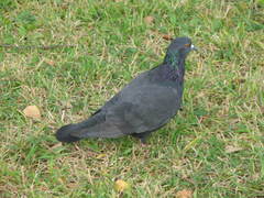 Columba livia domestica