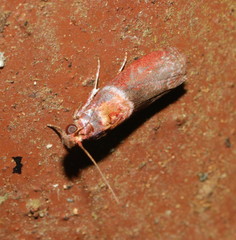 Ptyomaxia swinhoeella