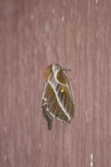 Syssphinx albolineata