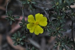 Hibbertia acuminata