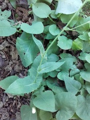 Cicerbita macrophylla