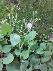 Cicerbita macrophylla