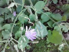 Cicerbita macrophylla