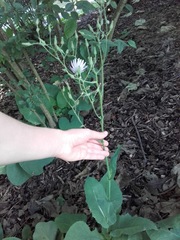 Cicerbita macrophylla