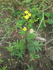Potentilla chinensis