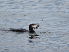 Phalacrocorax carbo hanedae