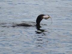 Phalacrocorax carbo hanedae