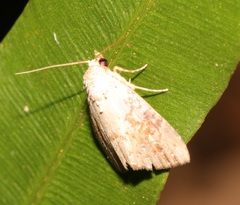 Chorsia