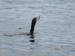Phalacrocorax carbo hanedae