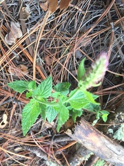 Agastache breviflora