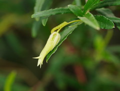 Billardiera mutabilis