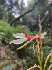 Hedychium spicatum