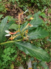 Hedychium spicatum