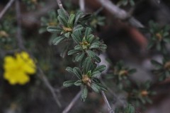 Hibbertia acuminata