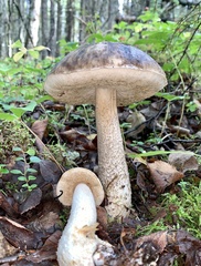 Leccinum alaskanum