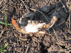 Myocastor coypus coypus